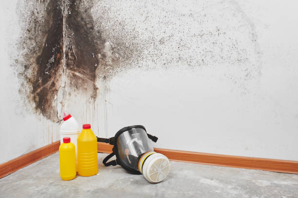 Best Mold Remediation  in Griggsvle, IL