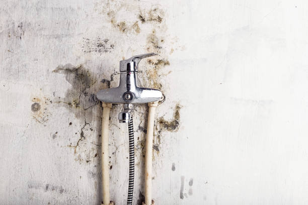 Reliable Griggsville, IL Mold Removal Solutions