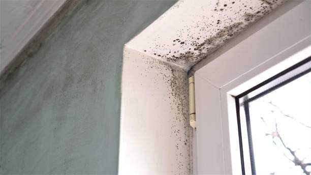 Best Home Mold Removal  in Griggsvle, IL