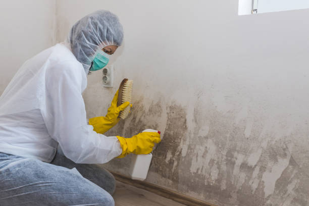 Best Mold Removal Near Me  in Griggsvle, IL
