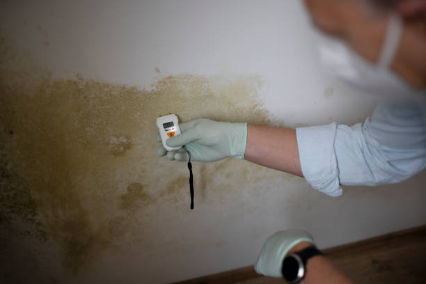Best Attic Mold Removal  in Griggsvle, IL