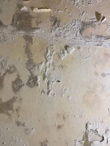 Best Mold Testing  in Griggsvle, IL