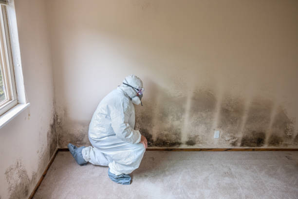 Best Attic Mold Removal  in Griggsvle, IL