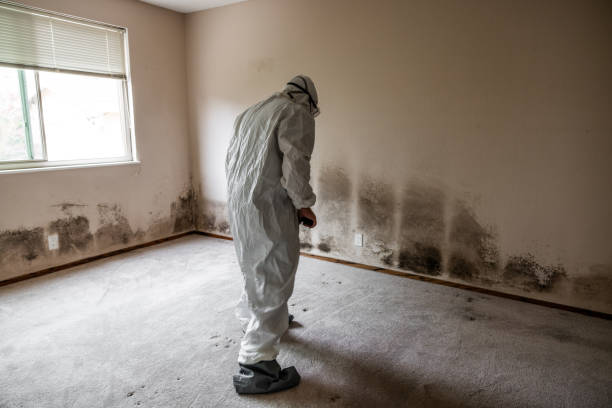 Best Residential Mold Removal  in Griggsvle, IL