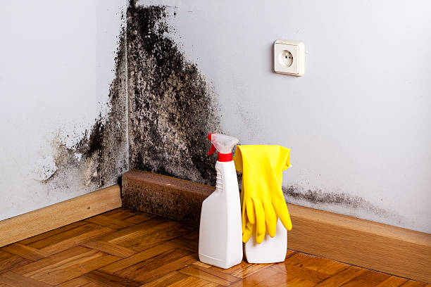 Best Office Mold Removal Services  in Griggsvle, IL
