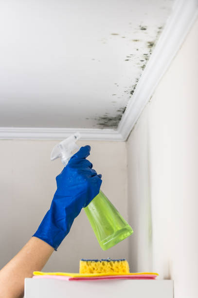 Best Affordable Mold Removal  in Griggsvle, IL