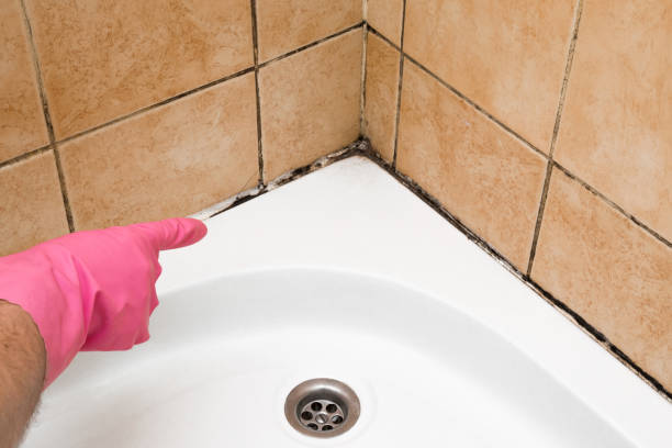 Best Black Mold Removal  in Griggsvle, IL